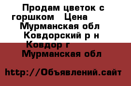 Продам цветок с горшком › Цена ­ 150 - Мурманская обл., Ковдорский р-н, Ковдор г.  »    . Мурманская обл.